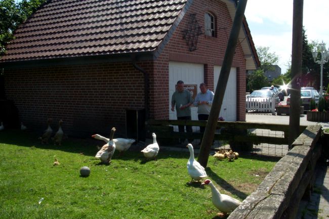 Ein kleines Gnsegehege