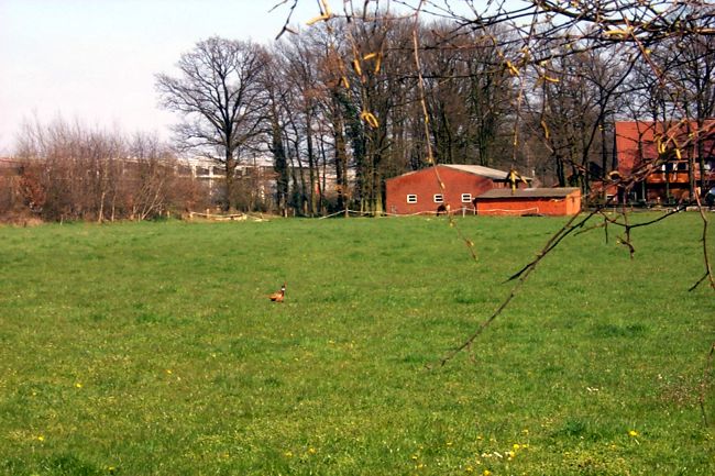 Auf der Wiese erkennt man einen Fasan