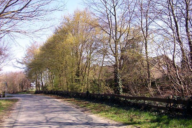 Die B�ume fangen an zu bl�hen