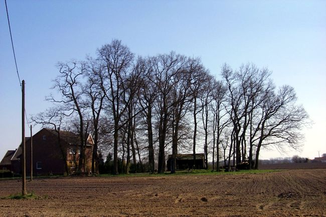Auf dem Grundstck stehen prchtige Bume die das Haus bei weitem berragen