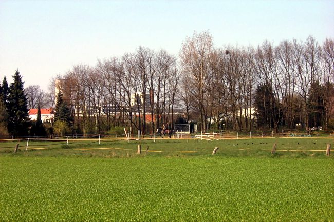 Ein Pferd wird auf einer Pferdewiese ausgeritten