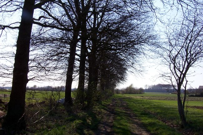 Gro�e B�ume entlang eines Feldweges