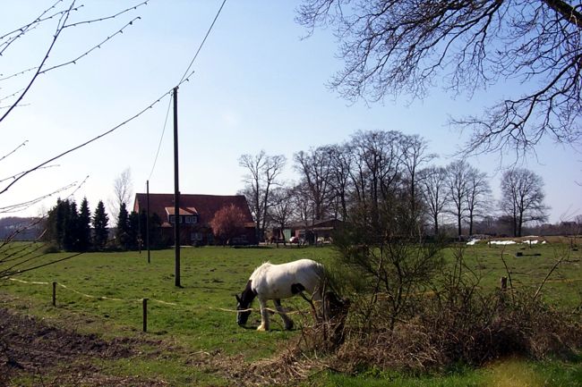 Ein Pferd auf seiner Wiese