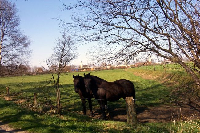 Zwei Pferde schauen neugierig in die Kamera