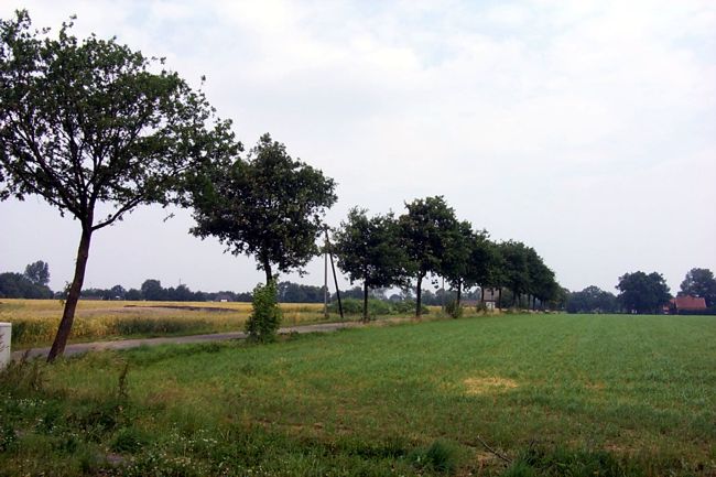 Bume sumen eine Seite dieser Landstrae
