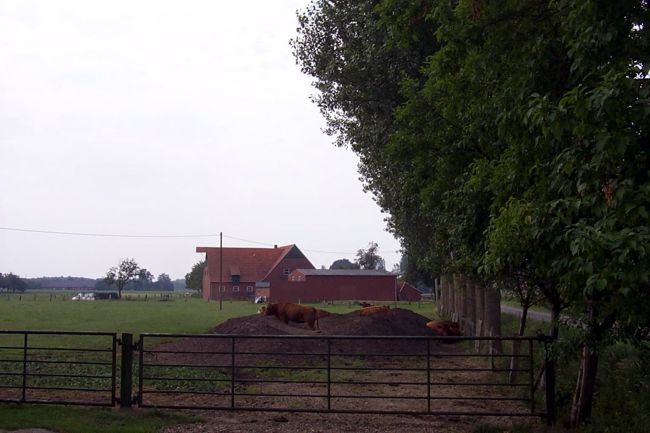 Rinder auf ihrer Weide