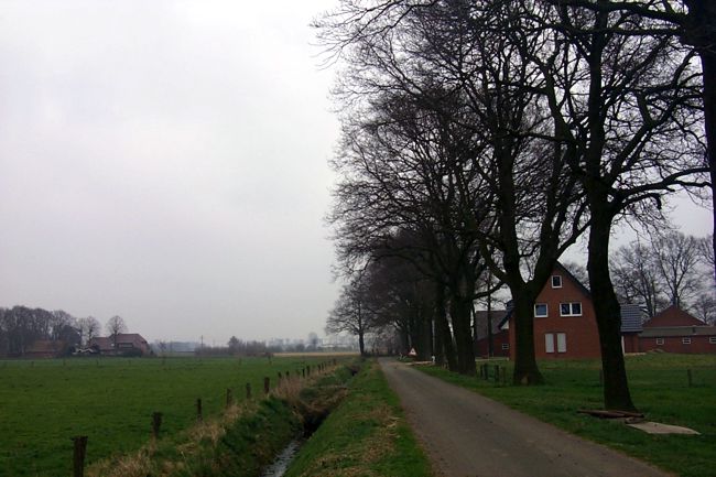 Groe Bume am Straenrand hinter denen man einen Bauernhof erkennt