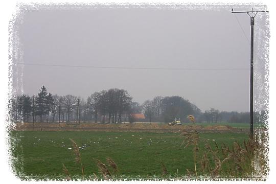 Vgel bei der Futtersuche auf einem Feld