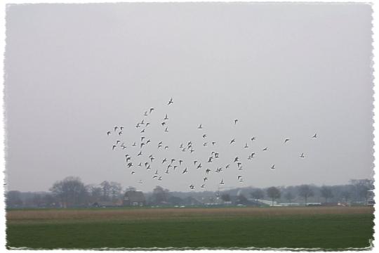 Ein Vogelschwarm im Tiefflug ber die Felder