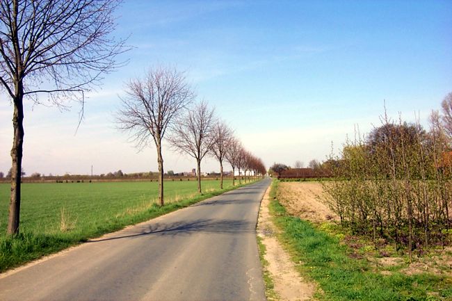 Bume in Reih und Glied an der Hegebrockstrae