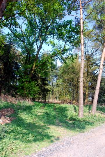 Ein kleines Waldstck